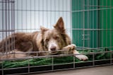 Border Collie lying in dog crate