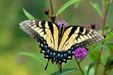 The Caterpillar Effect