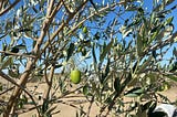 Olive Tree fruiting in the desert. Food Forest, Desert Garden, Homestead. for every star a tree — autumn 2022.