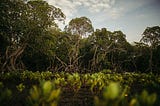 Nurturing Nature’s Guardians: A Guide to Mangrove Reforestation (Part 2) — Planting & Maintenance