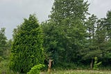 Locating the Living View
