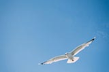 Seagull soaring in beautiful mid blue sky
