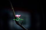 Bloom Where You’re Planted