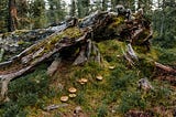Old tree covered with moss near fresh grass with mushrooms in a deep forest