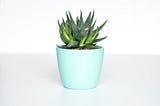 Five Plants You’ll Want at Your Desk
