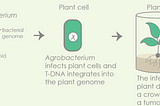 Plants vs. Bacteria 🦠