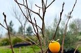 A single persimmon hangs on a barren tree in winter.