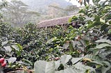 Colombian Coffee and COVID-19 — Can you Help?