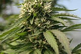 Cannabis is universal and this article is meant to inform readers on the different parts of a weed…
