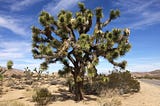 The Joshua Tree