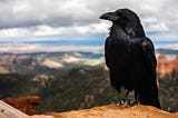 A raven looking out over a mountainous landscape