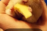 Can rats eat cheese?