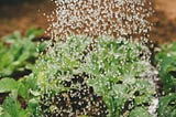 Water the Soil: Growing as a Disciple of Jesus