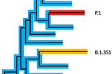 Phylogenetic tree, redrawn and simplified based on
 https://nextstrain.org/ncov/global