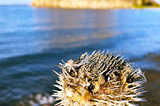 A puffer fish found beached in Loreto, BCS, Mexico (photo credit: me)