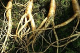 Color photo of a few healthy-sized ginseng roots displayed in a planter box of soil.