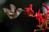 Hummingbird hovers to eat from a red flower.