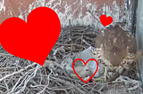 Welcome to the World, Baby Hawks!