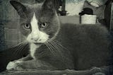 Black and white picture of my cat, MeowMeow