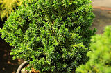 Transform your Small Garden with Japanese Cedar
