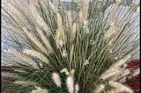 Bush with very thin stems and fluffy white blossoms.