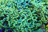 Buying Guide on SPS Corals in Canada