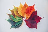 Photo of leaves colored from green to yellow to red posted on Dr. James Goydos 2021  article on melanoma and the seasons.