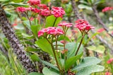 What is a crown of thorns plant?