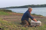 Biologist holds a wood duck in hands and is removing it from a cage