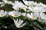 Spring Gardening Guide 2026: How to Prepare Your Garden for a Thriving Season