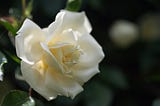 White rose