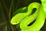 I tried Google’s new Python fuzzer: Atheris