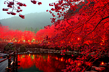 Cherry Blossom Lake, Sakura, Japan