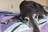 How to Cope When Your Dog Has Alzheimer’s (Canine Cognitive Dysfunction)
