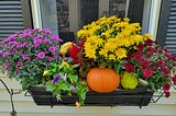 Windowbox with bright colored mums and pumpkins.