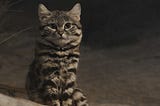 What is your sales approach — Are You a Black-Footed Cat or a Leopard ?