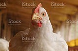 Chicken in a poultry farm in Brazil credit:https://www.istockphoto.com/portfolio/Alfribeiro?mediatype=photography