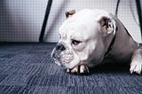 A mournful-looking white dog sits on a blue carpeted floor.