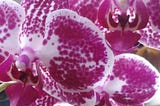 Close-up photo of magenta and white orchids