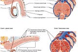 Diagrams of the penis with and without erection showing the corpora cavernosa and its blood supply.