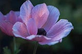 Anemone Flowers: The Colorful Charmers of Your Garden