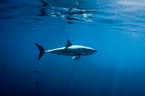 Survey: Sharks Not to Blame for Shark Attacks