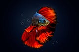 The Enchanting World of Mermaid Betta Fish: A Deep Dive into their Majestic Beauty