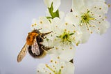 A bee hums on a flower collecting pollen.