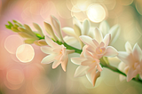 Tuberose