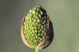 Artichokes are an ancient plant from the Mediterranean. They represent hope.