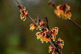 What is Witch Hazel Anyway?