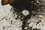 walk a mile in chamomile