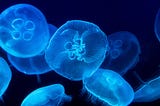 Blue jellyfish against a black background