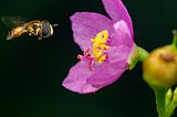 Hoverfly near pink flower